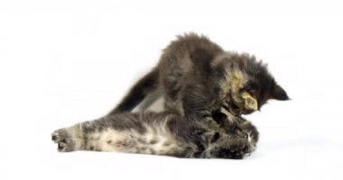Kahverengi Çizgili Tabby Maine Rakun Evcil Kedi, Beyaz Arkaplan 'a karşı oynayan Kediler, Fransa' da Normandiya, Ağır çekim 4k