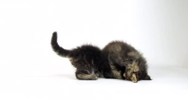 Kahverengi Çizgili Tabby Maine Rakun Evcil Kedi, Beyaz Arkaplan 'a karşı oynayan Kediler, Fransa' da Normandiya, Ağır çekim 4k