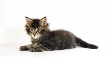 Kahverengi Çizgili Tabby Maine Rakun Evcil Kedi, Kedicik Beyazların Arkaplanına Karşı, Fransa 'da Normandiya, Ağır çekim 4k