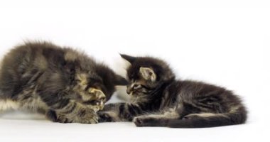 Kahverengi Çizgili Tabby Maine Rakun Evcil Kedi, Kediler Beyaz Arkaplan 'a karşı, Fransa' da Normandiya, Ağır çekim 4k