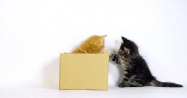 Kahverengi benekli tekir ve krema lekeli Tabby Maine Rakun Evcil Kedi, Kedi Yavrusu Beyaz Arkaplan 'a karşı bir kutuda oynuyor, Fransa' da Normandiya, Ağır çekim 4k