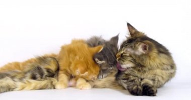 Kahverengi Tortie Benekli Tabby Maine Rakunu ve Mavi Çizgili Tabby Rakunu ve Kremalı Tabby Rakunu, Evcil Kedi, Kadın ve Kedi Yavrusu Beyaz Arkaplan 'a karşı, Fransa' da Normandiya, Ağır çekim 4k