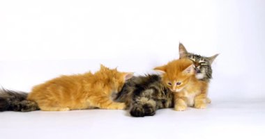 Kahverengi Tortie Benekli Tabby Maine Rakunu ve Kremalı Rakun, Evcil Kedi, Kadın ve Kedi Yavrusu Beyaz Arkaplan 'a karşı, Fransa' da Normandiya, Ağır çekim 4k