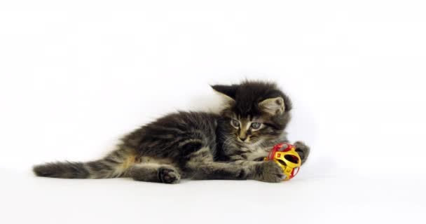 Bruin Gevlekt Tabby Maine Coon Huiskat Kitten Spelen Tegen Witte — Stockvideo