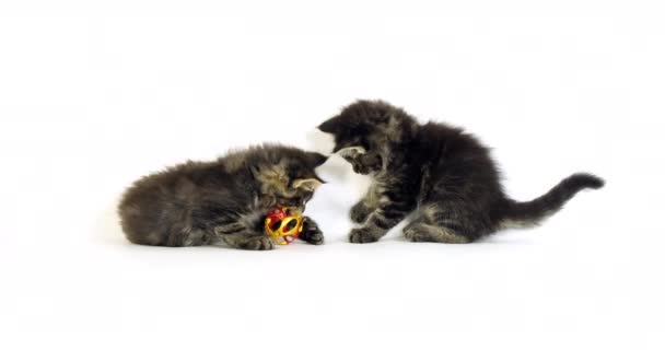 Brown Blotched Tabby Maine Coon Domestic Cat Kittens Playing White — 비디오