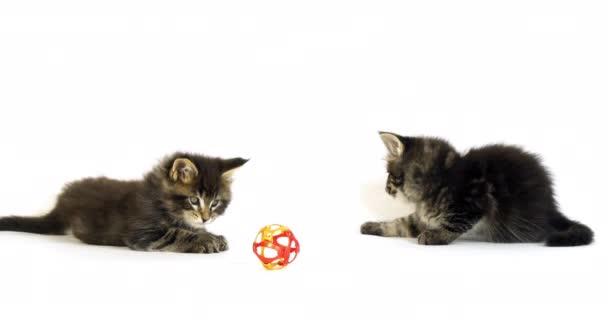 Bruin Gevlekte Tabby Maine Coon Huiskat Kittens Spelen Tegen Witte — Stockvideo