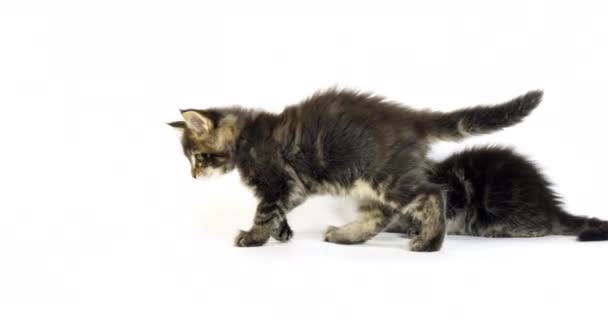 Bruin Gevlekte Tabby Maine Coon Huiskat Kittens Spelen Tegen Witte — Stockvideo