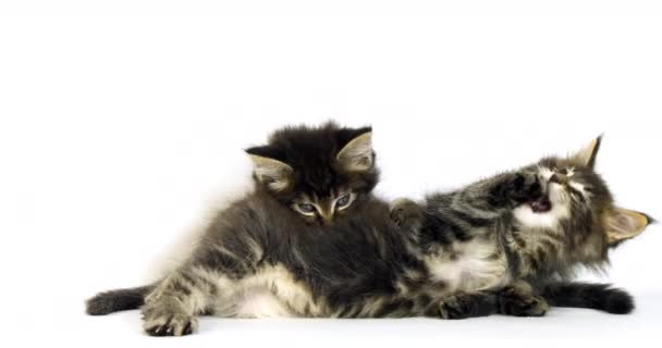 布朗斑点塔比缅因州家猫 小猫在白色背景下玩耍 法国诺曼底 慢动作4K — 图库视频影像
