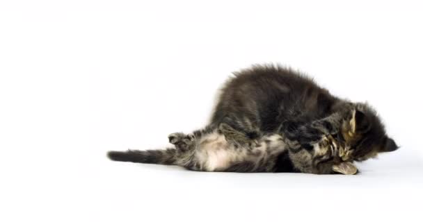 布朗斑点塔比缅因州家猫 小猫在白色背景下玩耍 法国诺曼底 慢动作4K — 图库视频影像