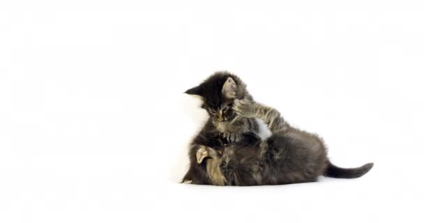 Bruin Gevlekte Tabby Maine Coon Huiskat Kittens Spelen Tegen Witte — Stockvideo