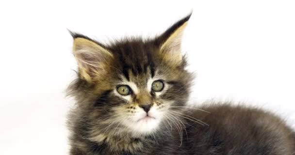 Brown Blotched Tabby Maine Coon Domestic Cat Portrait Kitten White — Stock Video