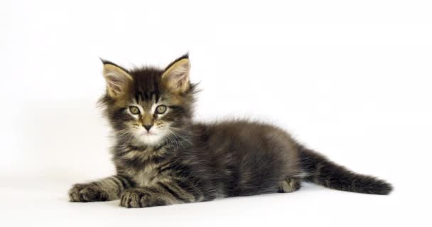 Brown Blotched Tabby Maine Mýval Domácí Kočka Kitten Proti Bílému — Stock video