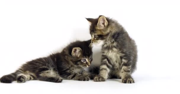 Brown Blotched Tabby Maine Coon Domestic Cat Kittens Playing White — Stock Video