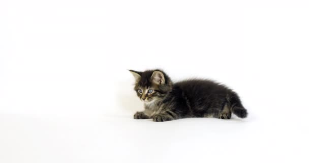 Brown Blotched Tabby Maine Coon Domestic Cat Kitten White Background — Stock Video