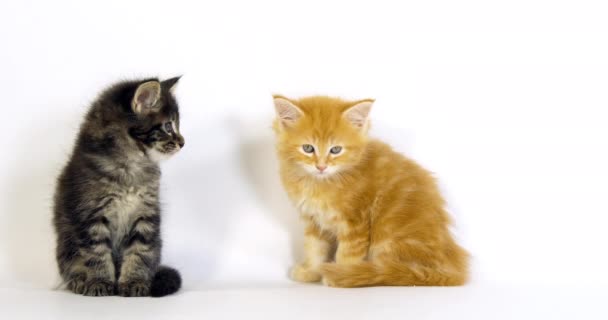 ブラウンブロッチングタブとクリームブロッチングタブメインコーン国産猫 白を背景に子猫 フランスのノルマンディー スローモーション4K — ストック動画
