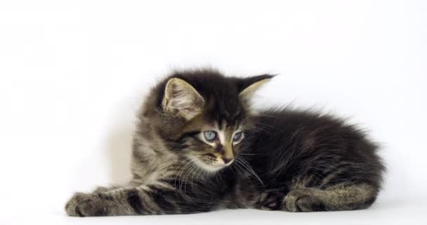 Bruin Gevlekte Tabby Maine Coon Huiskat Kitten Tegen Witte Achtergrond — Stockvideo