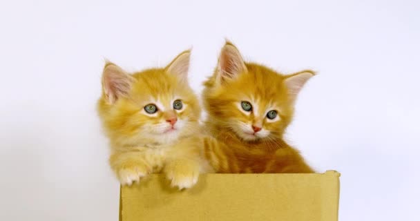 Тэбби Майн Кун Домашняя Кошка Котята Играющие Коробке Белом Фоне — стоковое видео