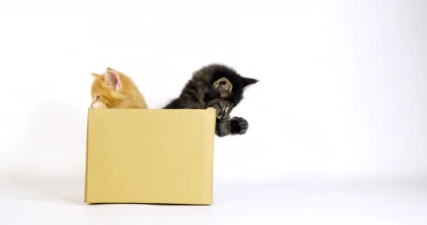 ブラウン ブロッチングタブとクリーム ブロッチングタブメイン コーン ドメスティック キャット 白い背景を持つ箱で遊ぶ子猫 フランスのノルマンディー スローモーション4K — ストック動画