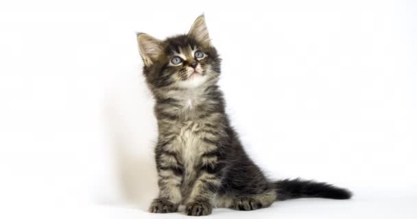 Brown Blotched Tabby Maine Mýval Domácí Kočka Kitten Proti Bílému — Stock video