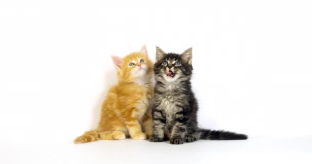 Brown Blotched Tabby Cream Blotched Tabby Maine Coon Εγχώρια Γάτα — Αρχείο Βίντεο