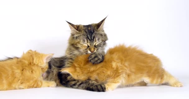 Kahverengi Tortie Benekli Tabby Maine Rakunu Kremalı Rakun Evcil Kedi — Stok video