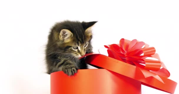 Brown Blotched Tabby Maine Coon Domestic Cat Kitten Offered Gift — Stock Video