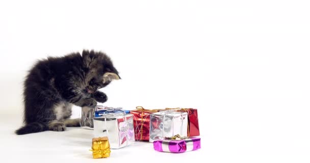 ブラウン ブロッチングタビー メイン コーン 子猫は贈り物として提供されています フランスのノルマンディー スローモーション4K — ストック動画