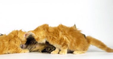 Kahverengi Tortie Benekli Tabby Maine Rakunu ve Kremalı Rakun, Evcil Kedi, Kadın ve Kedi Yavrusu Beyaz Arkaplan 'a karşı, Fransa' da Normandiya, Ağır çekim 4k