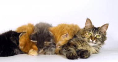 Kahverengi Tortie Benekli Tabby, mavi Benekli Tabby ve Kremalı Tekir ve Kahverengi Benekli Tabby Maine Rakunu, Evcil Kedi, Kadın ve Kedi Yavrusu Beyaz Arka plana Karşı, Fransa 'da Normandiya, Ağır çekim 4k