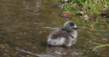 Barnacle Goose, branta lökopsis, Gosling suda duruyor, Normandiya, ağır çekim 4k