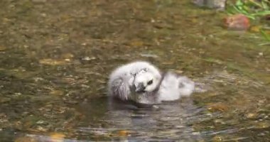 Barnacle Goose, branta lökopsis, Gosling suda duruyor, Normandiya, ağır çekim 4k
