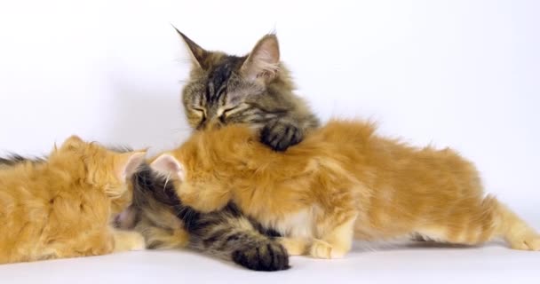 Brown Tortie Blotched Tabby Maine Coon Cream Blotched Tabby Maine — Vídeo de Stock