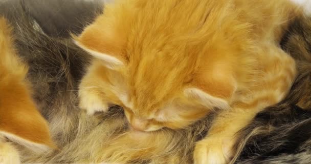 Brown Tortie Blotched Tabby Maine Coon Cream Blotched Tabby Maine — Vídeo de Stock