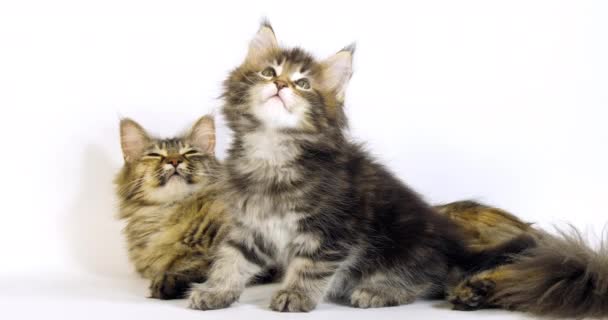 Braune Schildpatt Gestromte Maine Coon Hauskatze Weibchen Und Kätzchen Auf — Stockvideo