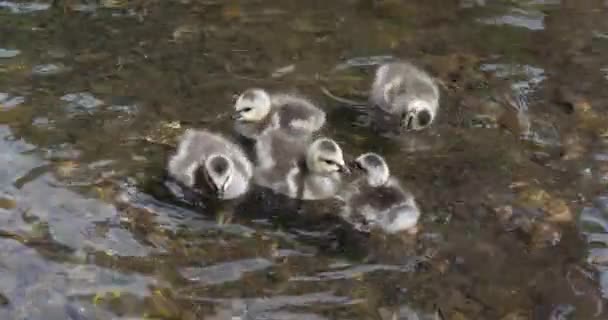 Brandganzen Branta Leucopsis Kuikens Water Normandië Slow Motion — Stockvideo