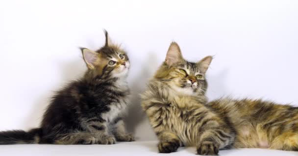 Braune Schildpatt Gestromte Maine Coon Hauskatze Weibchen Und Kätzchen Auf — Stockvideo