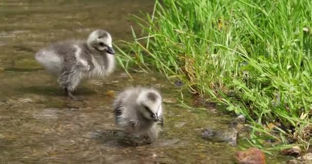 Barnacle Geese Branta Leucopsis Two Goslings Standing Water Normandy Slow — Stock Video