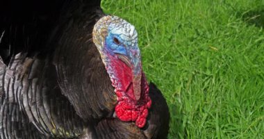 Kraliyet Türkiye 'si, Erkek Portresi, Fransa' da Normandiya, yavaş çekim 4k