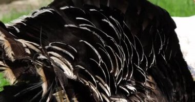 Royal Turkey, Feathers of Male, Normandy in France, slow motion 4k