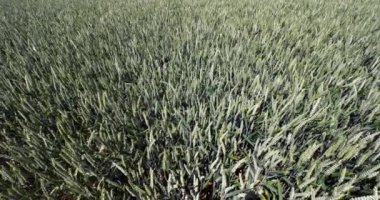 Buğday tarlasında rüzgar, triticum sp., Fransa 'da Normandiya, yavaş çekim 4k
