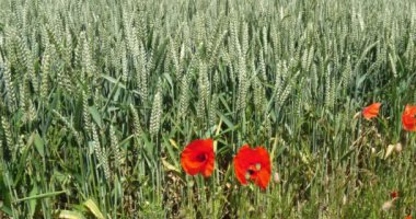 Buğday tarlasında haşhaş, papaver rhoeas, çiçek, rüzgar, Fransa 'da Normandiya, yavaş çekim 4k