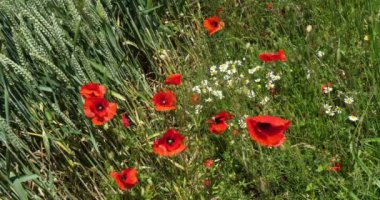 Buğday tarlasında haşhaş, papaver rhoeas, çiçek, rüzgar, Fransa 'da Normandiya, yavaş çekim 4k