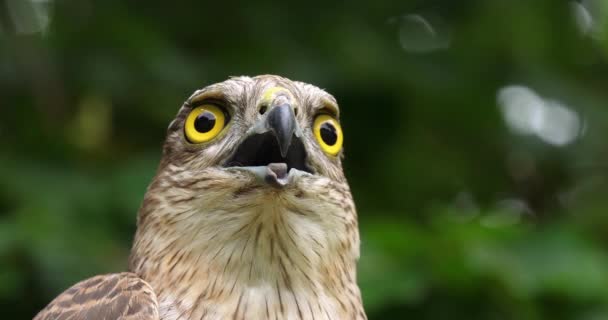 Gavilán Europeo Accipiter Nisus Retrato Adulto Normandía Cámara Lenta — Vídeo de stock