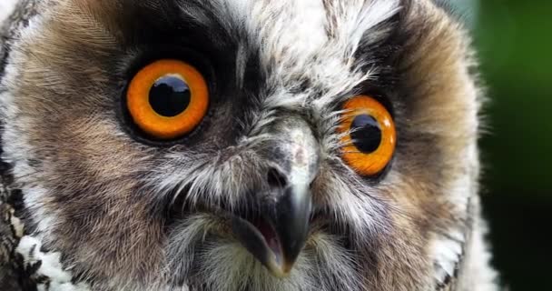 Long Eared Owl Asio Otus Portret Dorosłego Normandia Francji Spowolniony — Wideo stockowe