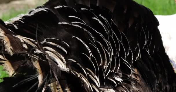 Royal Turkey Feathers Man Normandie Frankrike Slow Motion — Stockvideo