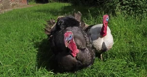 Królewska Turcja Samce Wzywające Normandia Francji Zwolniony — Wideo stockowe