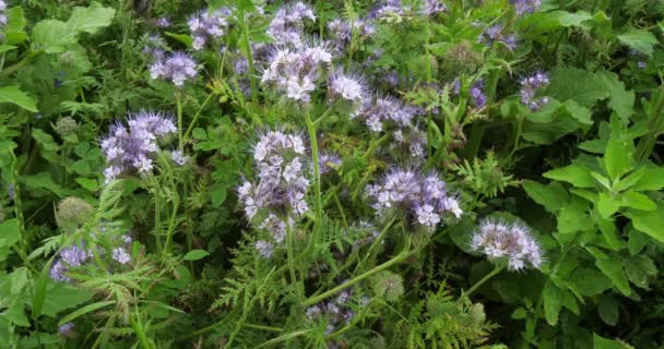 Lacelia Phacelia Phacelia Tanacetifolia Bloom Field Green Nure Norfely France — стоковое видео