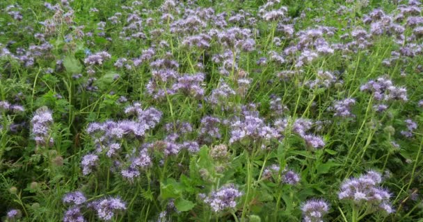 Lacy Phacelia Phacelia Tanacetifolia Bloom Field Green Hnoje Normandie France — Stock video
