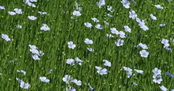 Pěstovaný Len Linum Usitatissimum Kvetoucí Pole Normandie Francii Zpomalený — Stock video