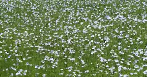 Gekweekt Vlas Linum Usitatissimum Bloeiveld Wind Normandië Frankrijk Slow Motion — Stockvideo